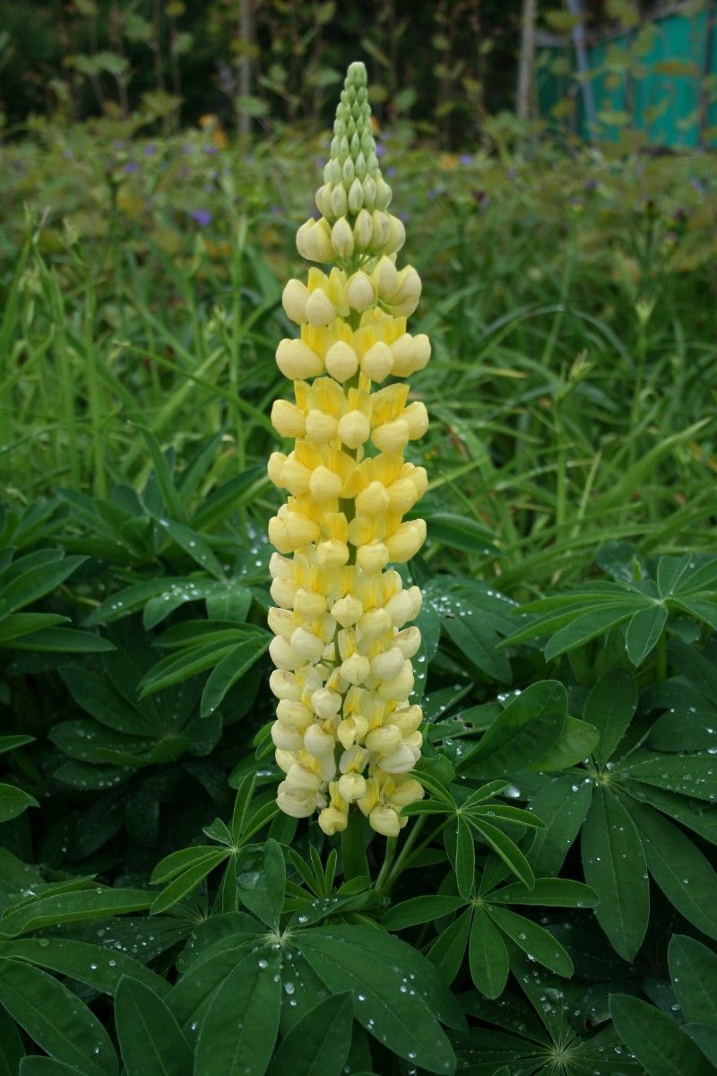 Lupinus Yellow